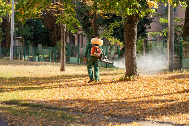 Spider Control Near Me in Inwood, NY